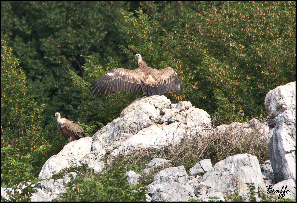 Finalmente i grifoni!